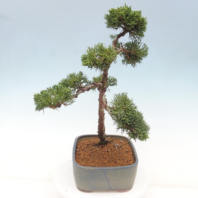 Vonkajšie bonsai - Juniperus chinensis Kishu -Jalovec čínsky