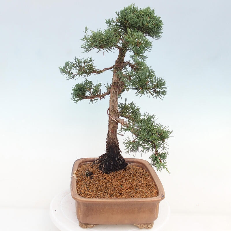 Vonkajšie bonsai - Juniperus chinensis Kishu -Jalovec čínsky