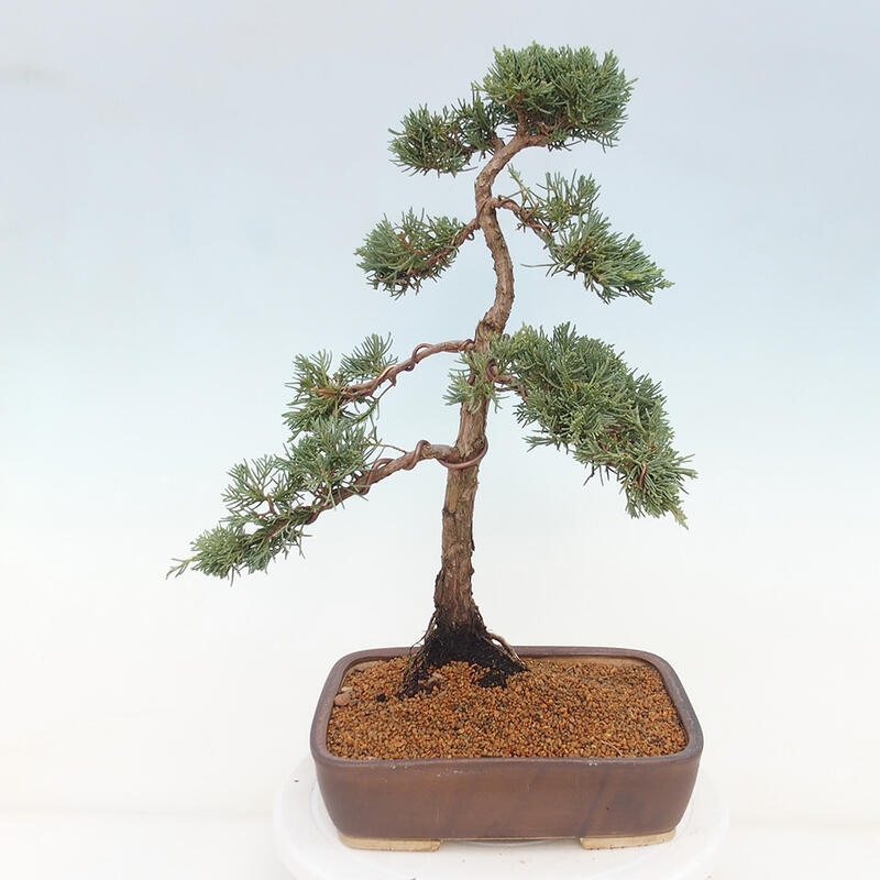 Vonkajšie bonsai - Juniperus chinensis Kishu -Jalovec čínsky