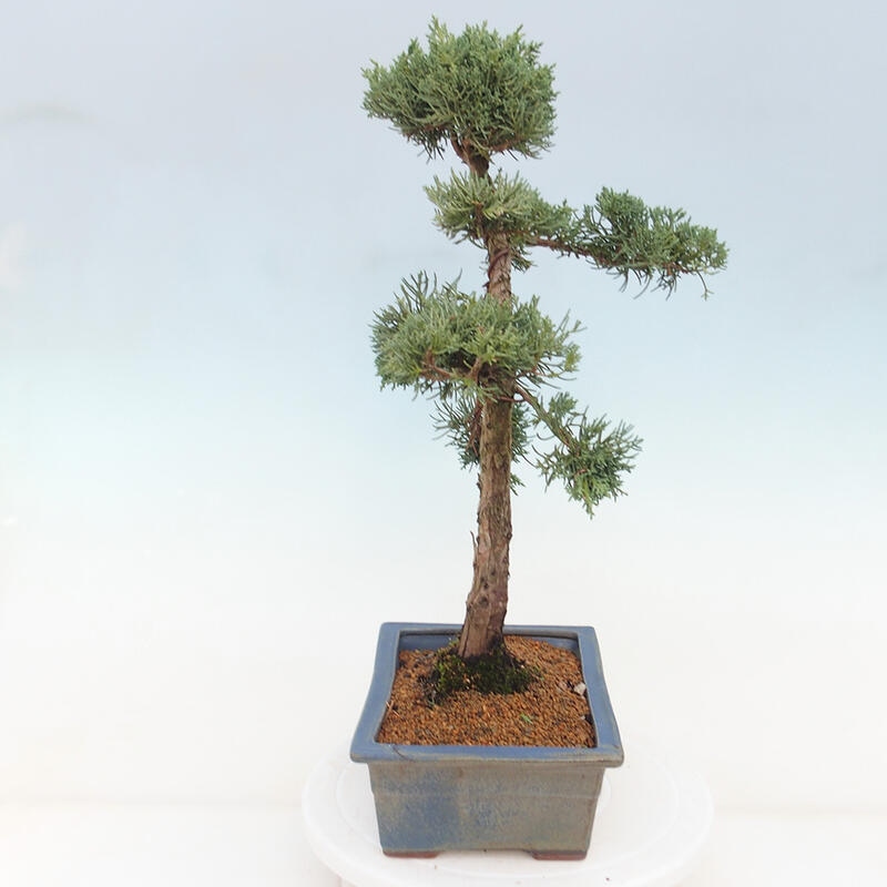 Vonkajšie bonsai - Juniperus chinensis Kishu -Jalovec čínsky