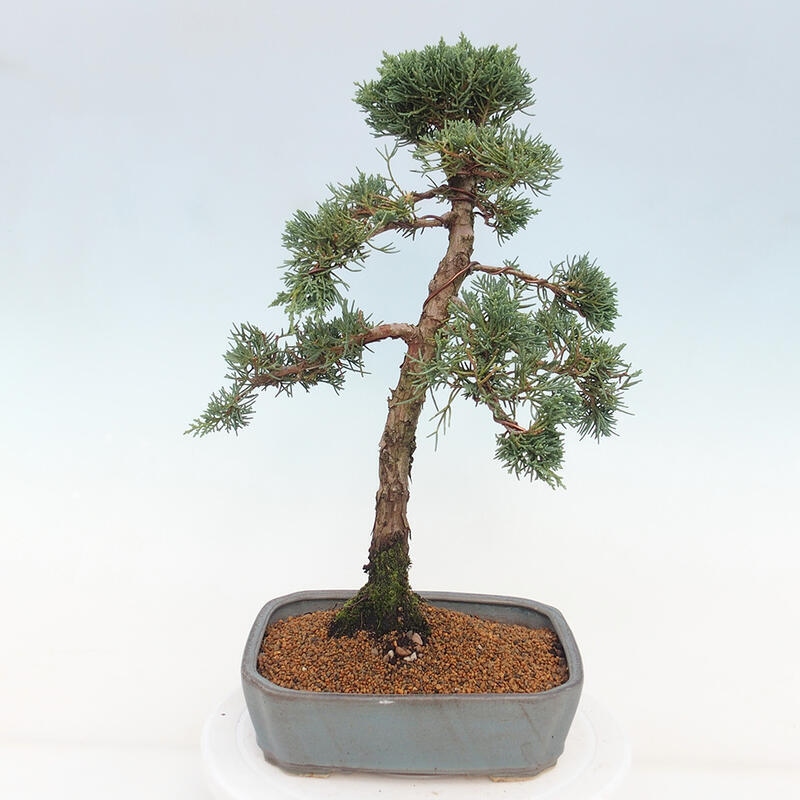 Vonkajšie bonsai - Juniperus chinensis Kishu -Jalovec čínsky