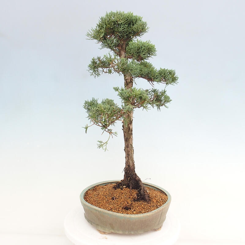 Vonkajšie bonsai - Juniperus chinensis Kishu -Jalovec čínsky