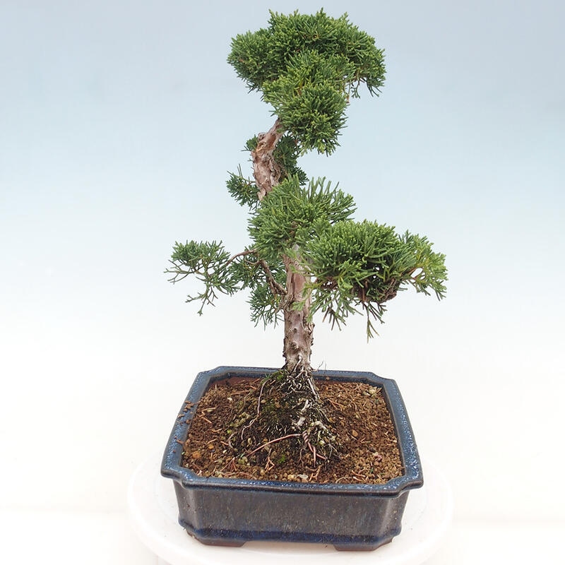 Vonkajšie bonsai - Juniperus chinensis Kishu -Jalovec čínsky