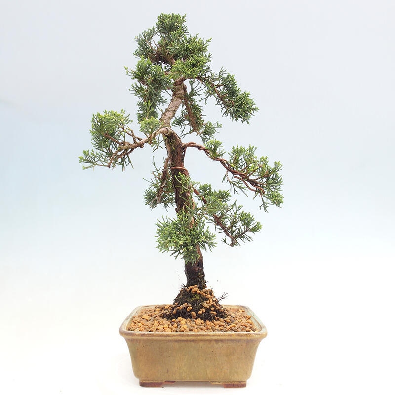 Vonkajšie bonsai - Juniperus chinensis Kishu -Jalovec čínsky