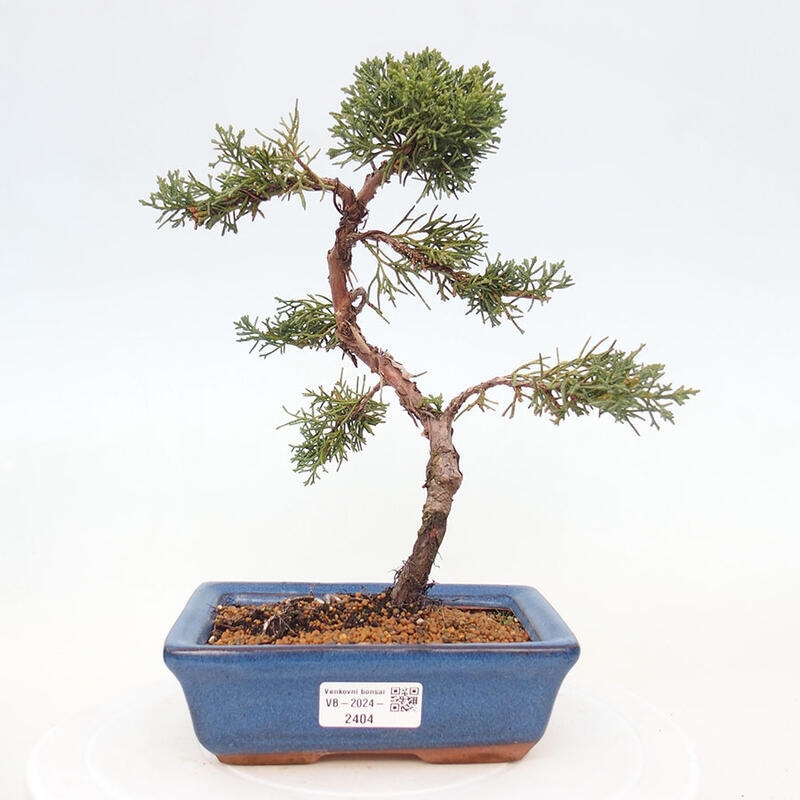 Vonkajší bonsai - Juniperus chinensis Kishu -Jalovec čínsky