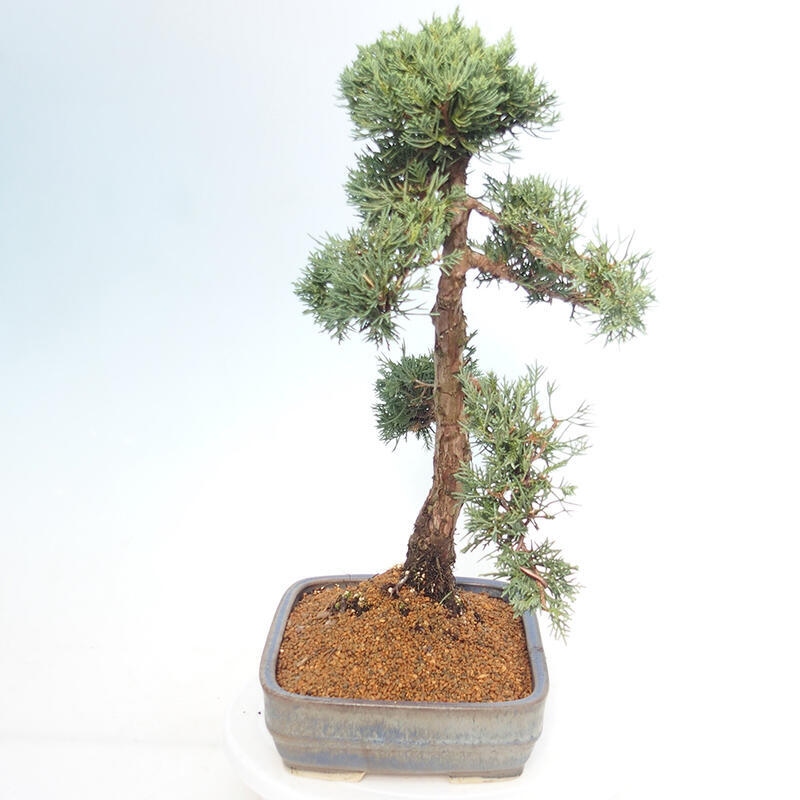 Vonkajšie bonsai - Juniperus chinensis Kishu -Jalovec čínsky