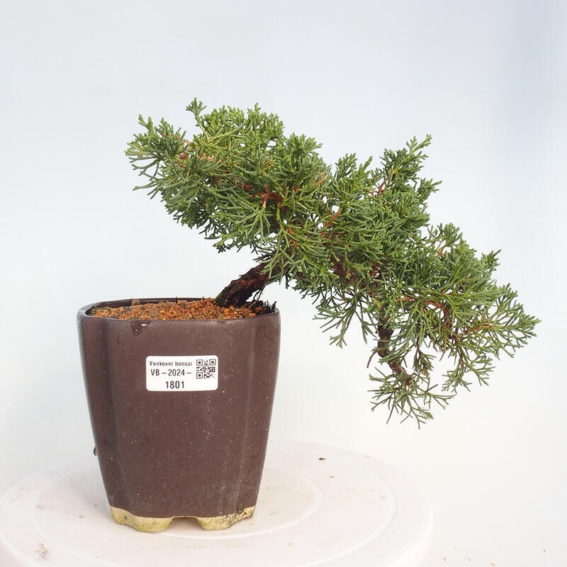 Vonkajší bonsai - Juniperus chinensis Kishu -Jalovec čínsky