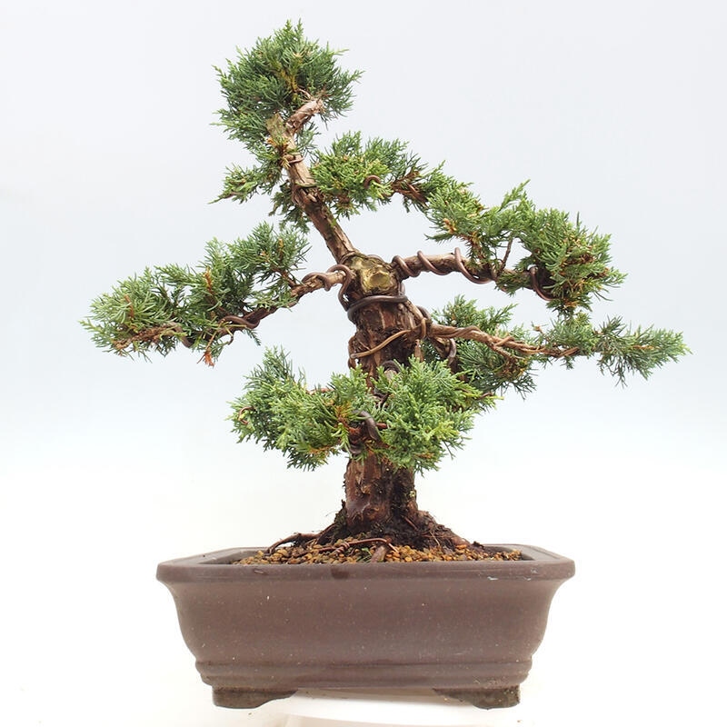 Vonkajšie bonsai - Juniperus chinensis Kishu -Jalovec čínsky