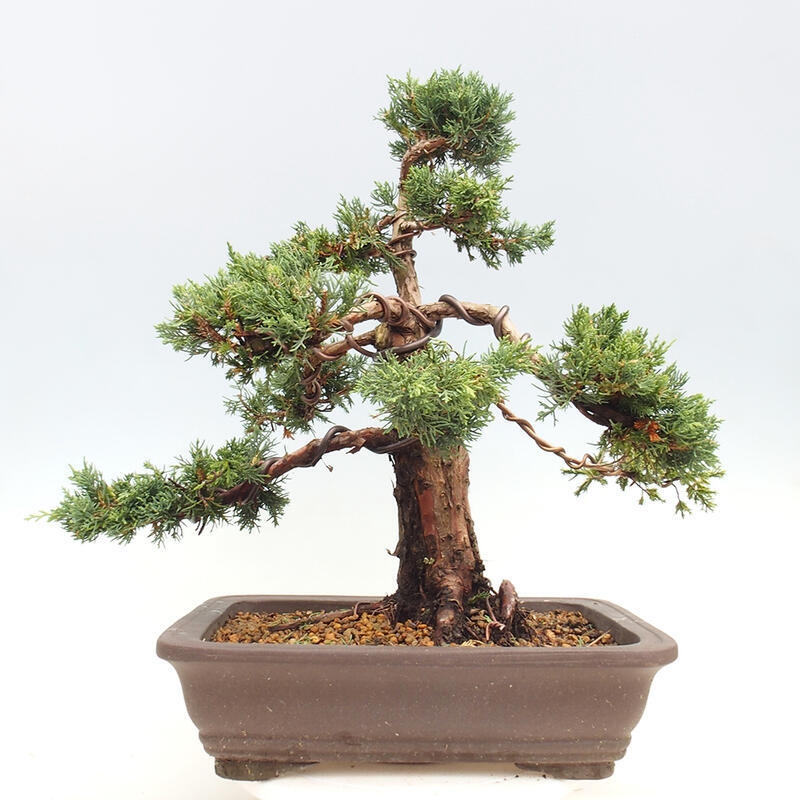 Vonkajšie bonsai - Juniperus chinensis Kishu -Jalovec čínsky