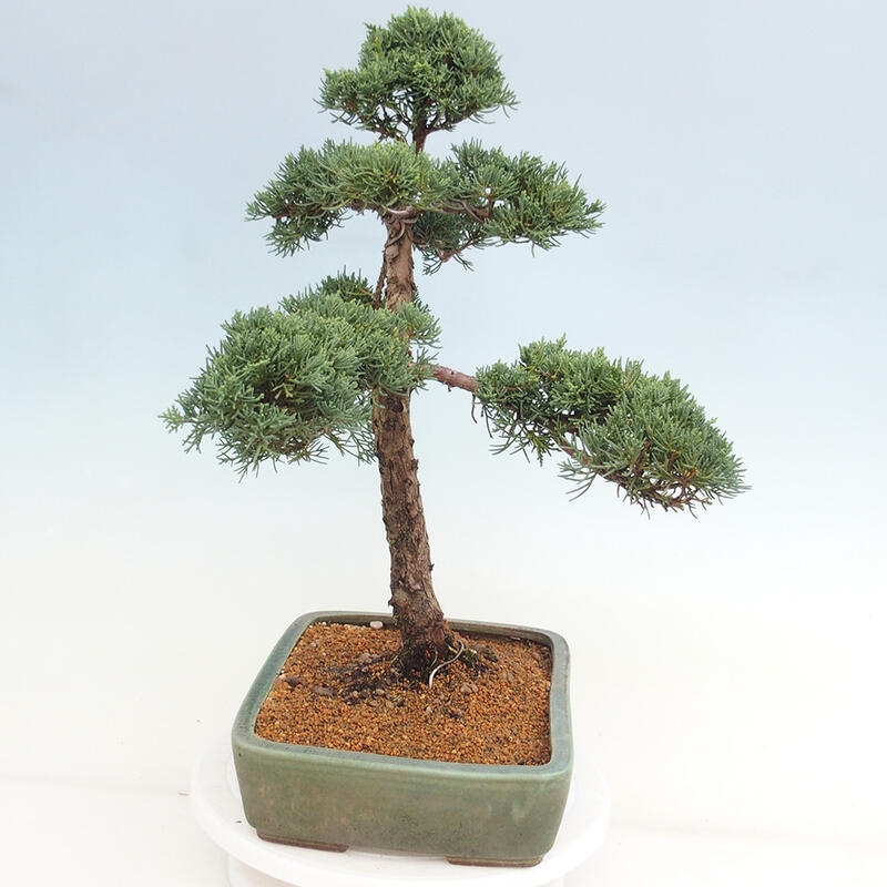 Vonkajšie bonsai - Juniperus chinensis Kishu -Jalovec čínsky