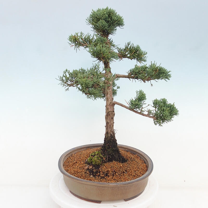 Vonkajšie bonsai - Juniperus chinensis Kishu -Jalovec čínsky