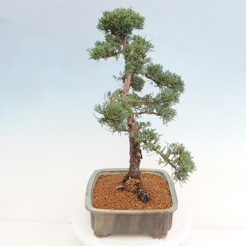 Vonkajšie bonsai - Juniperus chinensis Kishu -Jalovec čínsky