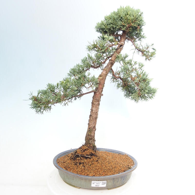 Vonkajšie bonsai - Juniperus chinensis Kishu -Jalovec čínsky