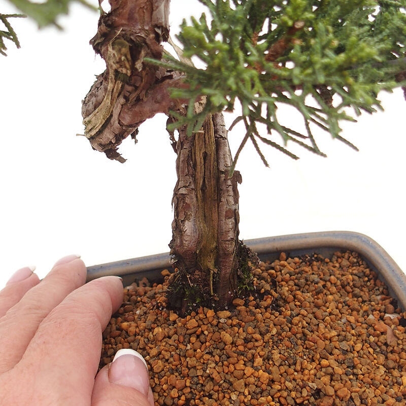 Vonkajšie bonsai - Juniperus chinensis Kishu -Jalovec čínsky