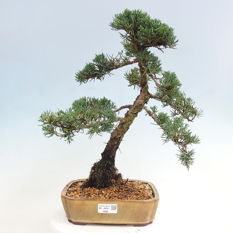 Vonkajšie bonsai - Juniperus chinensis Kishu -Jalovec čínsky