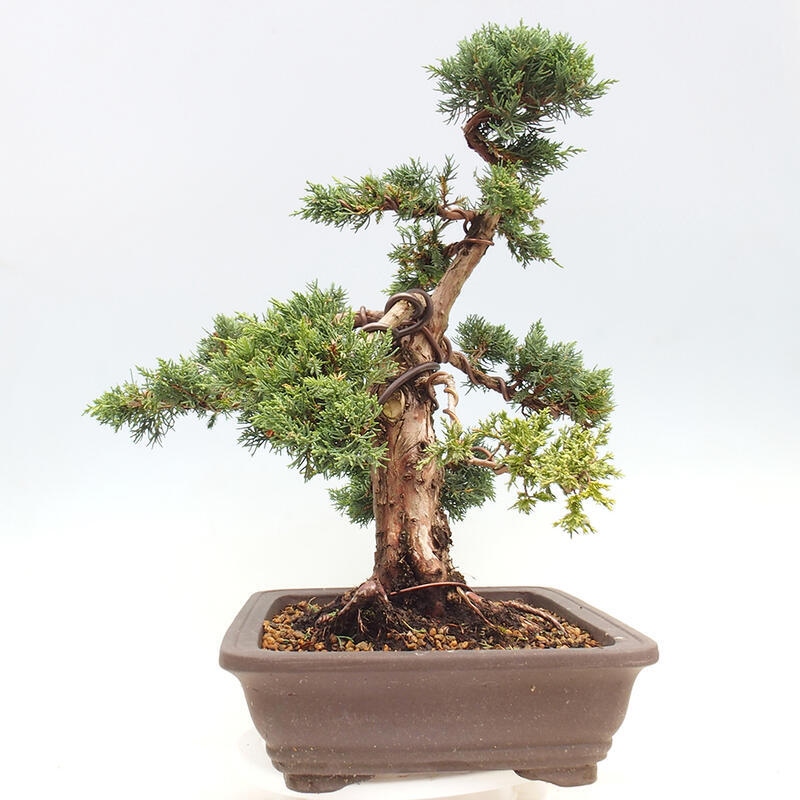 Vonkajšie bonsai - Juniperus chinensis Kishu -Jalovec čínsky