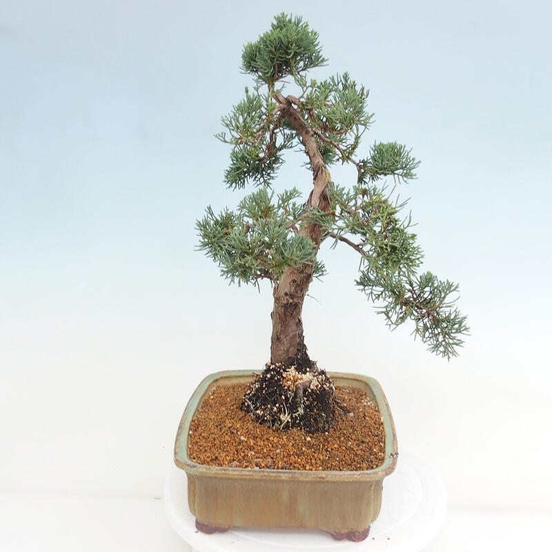 Vonkajšie bonsai - Juniperus chinensis Kishu -Jalovec čínsky