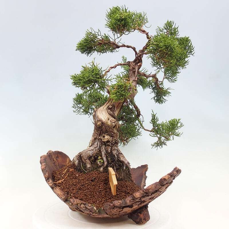 Vonkajší bonsai - Juniperus chinensis Kishu -Jalovec čínsky