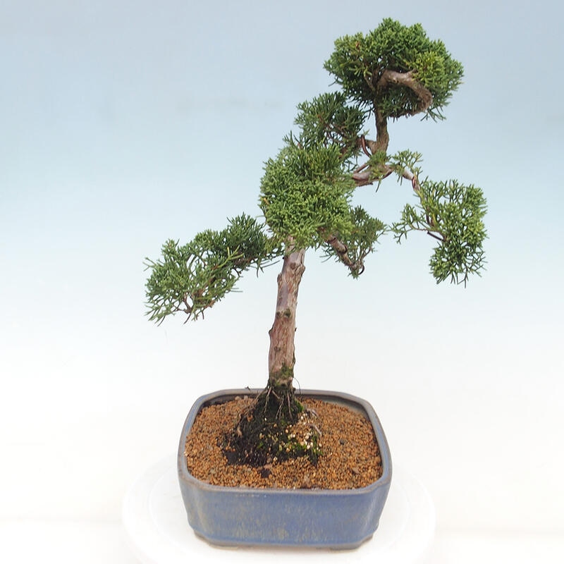 Vonkajšie bonsai - Juniperus chinensis Kishu -Jalovec čínsky