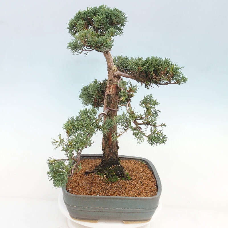 Vonkajšie bonsai - Juniperus chinensis Kishu -Jalovec čínsky