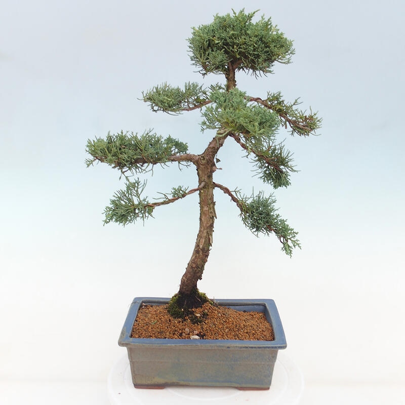 Vonkajšie bonsai - Juniperus chinensis Kishu -Jalovec čínsky