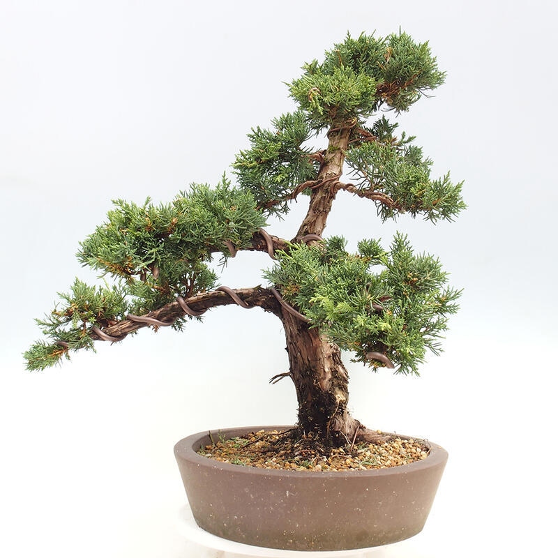 Vonkajšie bonsai - Juniperus chinensis Kishu -Jalovec čínsky