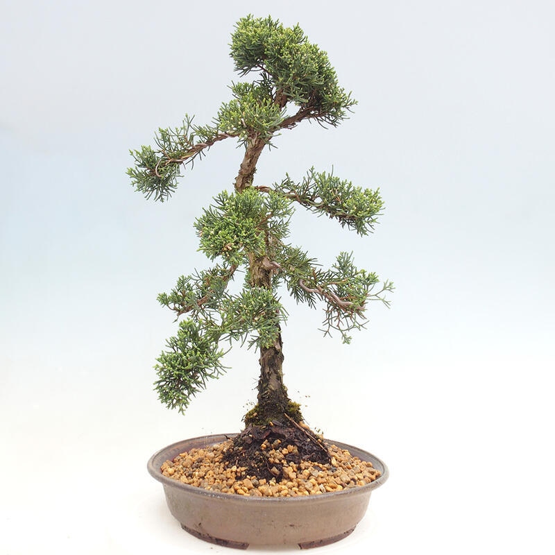 Vonkajšie bonsai - Juniperus chinensis Kishu -Jalovec čínsky