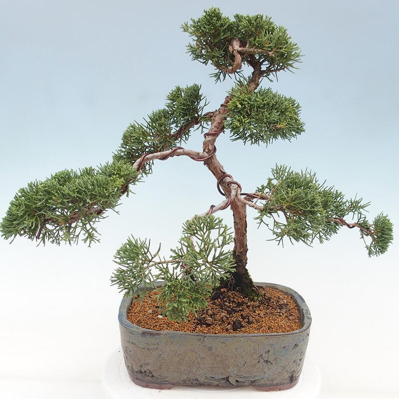 Vonkajšie bonsai - Juniperus chinensis Kishu -Jalovec čínsky