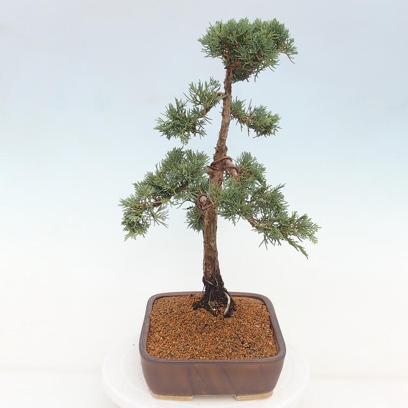 Vonkajšie bonsai - Juniperus chinensis Kishu -Jalovec čínsky