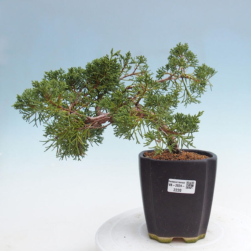 Vonkajší bonsai - Juniperus chinensis Kishu -Jalovec čínsky