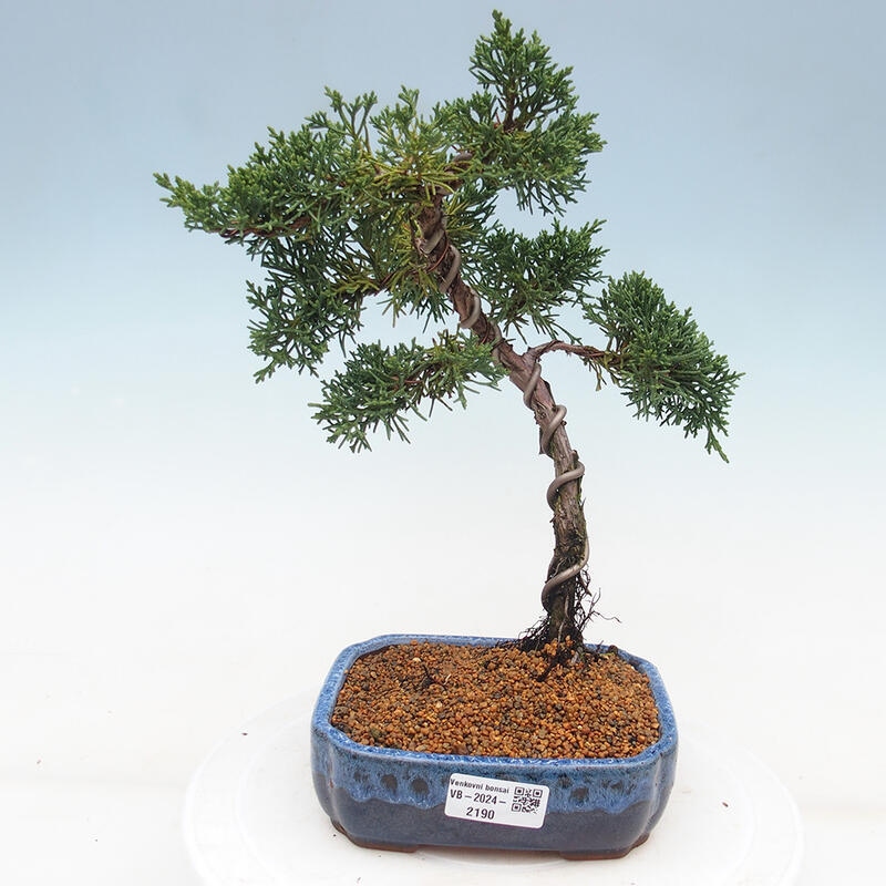 Vonkajší bonsai - Juniperus chinensis Kishu -Jalovec čínsky