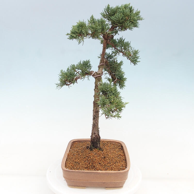 Vonkajšie bonsai - Juniperus chinensis Kishu -Jalovec čínsky