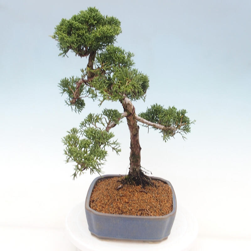 Vonkajšie bonsai - Juniperus chinensis Kishu -Jalovec čínsky