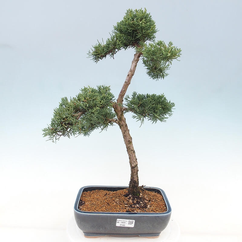 Vonkajšie bonsai - Juniperus chinensis Kishu -Jalovec čínsky