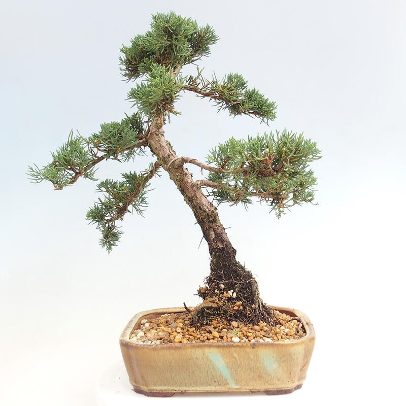 Vonkajšie bonsai - Juniperus chinensis Kishu -Jalovec čínsky