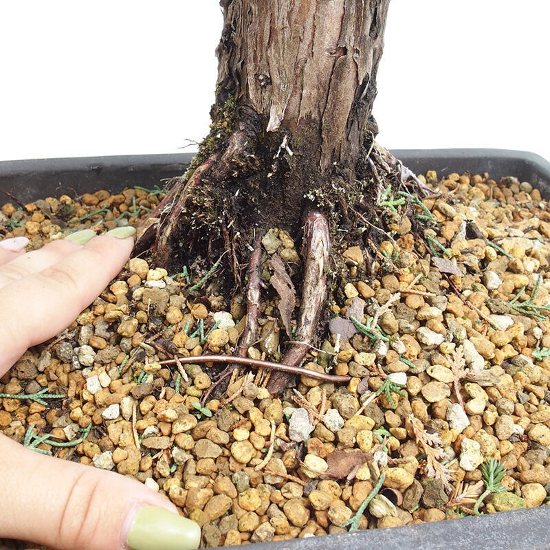 Vonkajšie bonsai - Juniperus chinensis Kishu -Jalovec čínsky