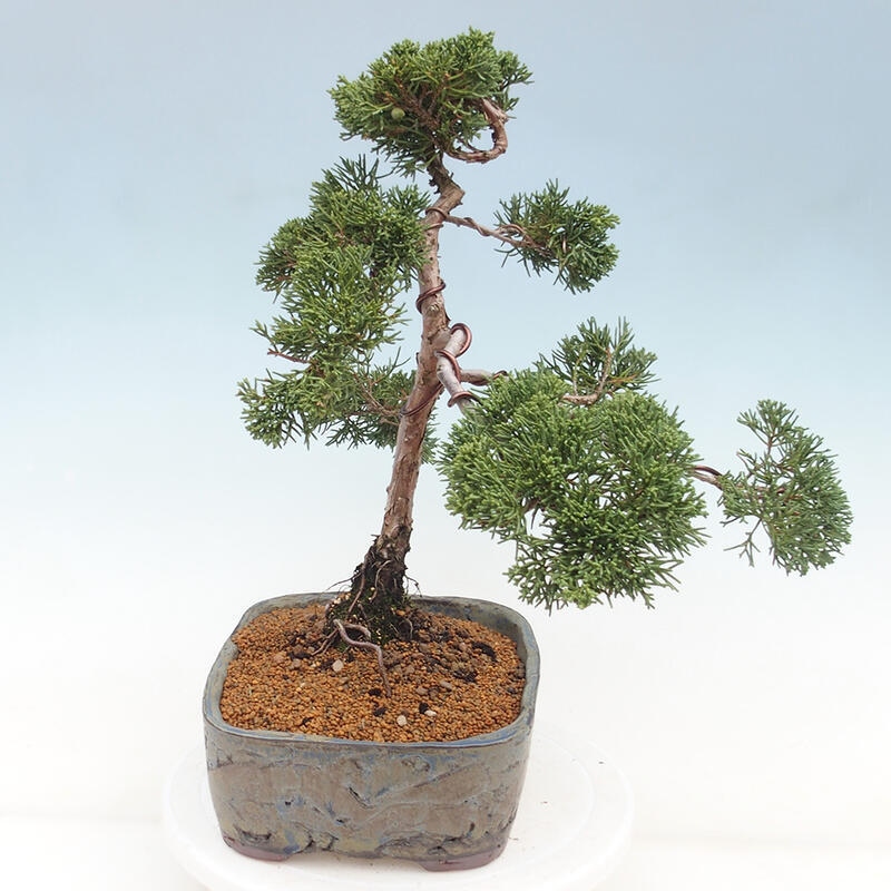 Vonkajšie bonsai - Juniperus chinensis Kishu -Jalovec čínsky