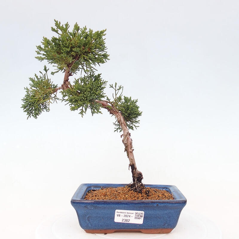 Vonkajší bonsai - Juniperus chinensis Kishu -Jalovec čínsky