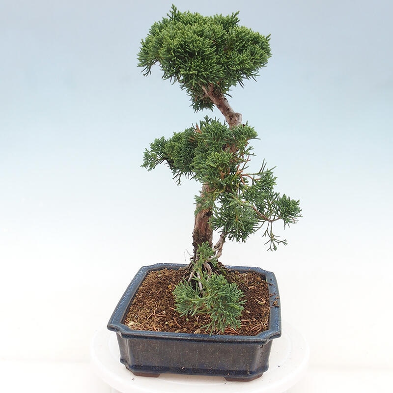 Vonkajšie bonsai - Juniperus chinensis Kishu -Jalovec čínsky