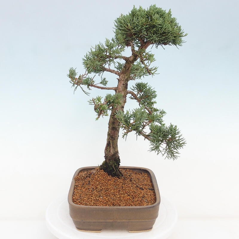 Vonkajšie bonsai - Juniperus chinensis Kishu -Jalovec čínsky