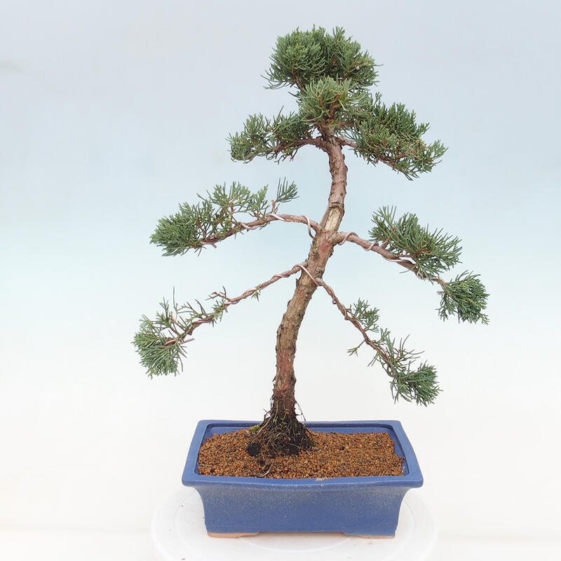 Vonkajšie bonsai - Juniperus chinensis Kishu -Jalovec čínsky