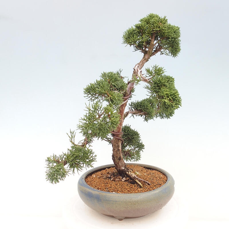 Vonkajšie bonsai - Juniperus chinensis Kishu -Jalovec čínsky