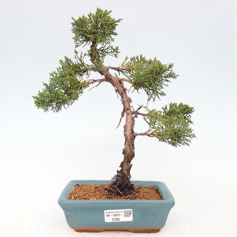 Vonkajší bonsai - Juniperus chinensis Kishu -Jalovec čínsky