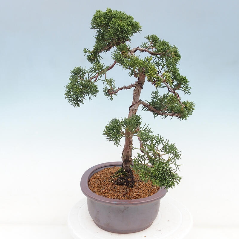 Vonkajšie bonsai - Juniperus chinensis Kishu -Jalovec čínsky