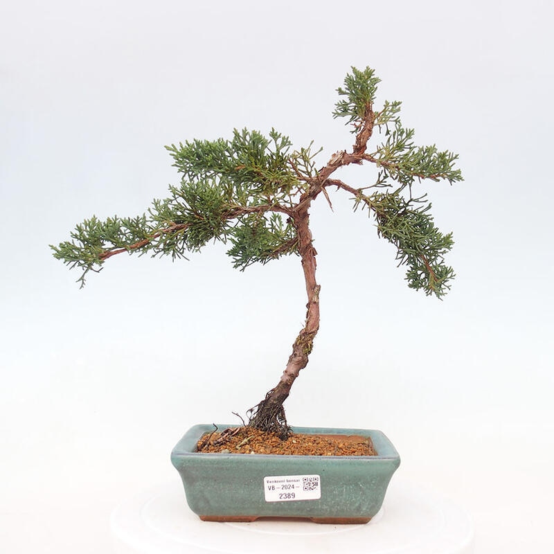 Vonkajší bonsai - Juniperus chinensis Kishu -Jalovec čínsky