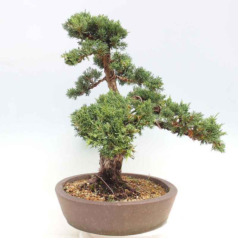 Vonkajšie bonsai - Juniperus chinensis Kishu -Jalovec čínsky