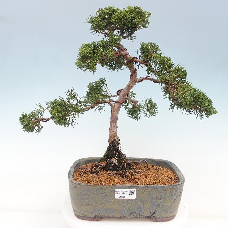 Vonkajšie bonsai - Juniperus chinensis Kishu -Jalovec čínsky