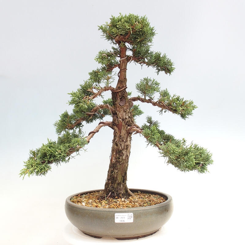 Vonkajšie bonsai - Juniperus chinensis Kishu -Jalovec čínsky