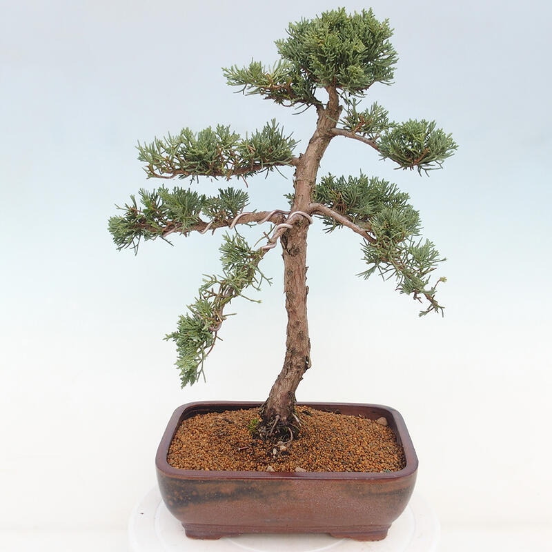 Vonkajšie bonsai - Juniperus chinensis Kishu -Jalovec čínsky