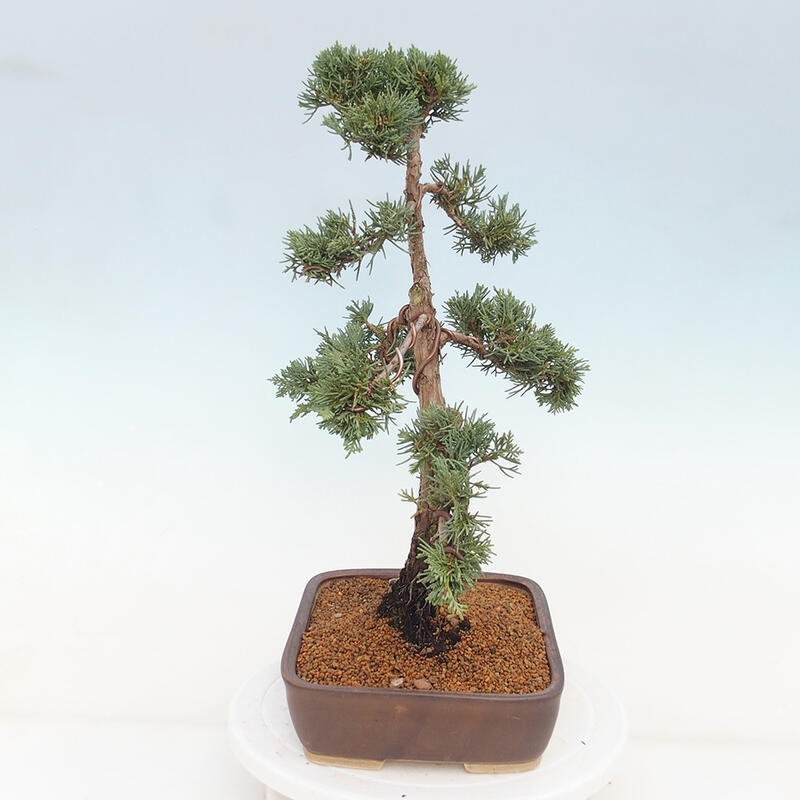 Vonkajšie bonsai - Juniperus chinensis Kishu -Jalovec čínsky